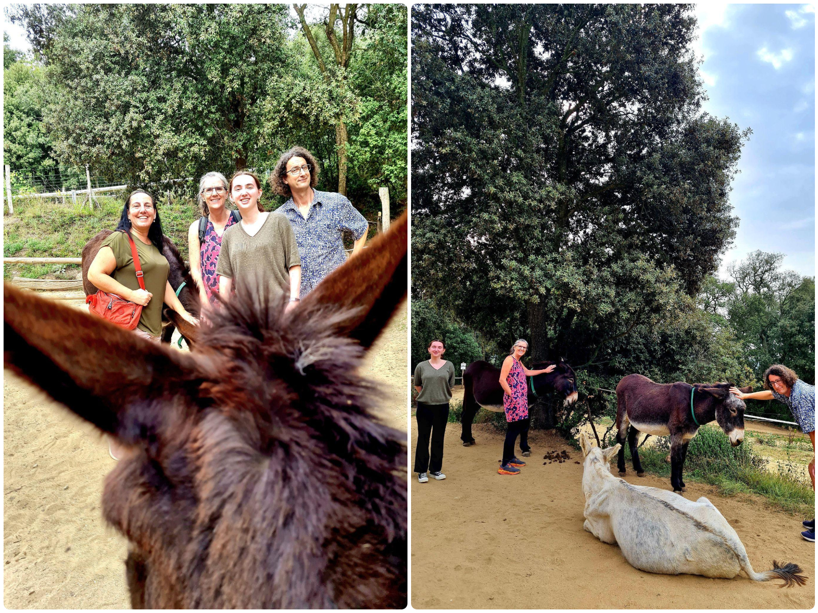 Megan donkey reserve Rukimon in Dosrius, Barcelona