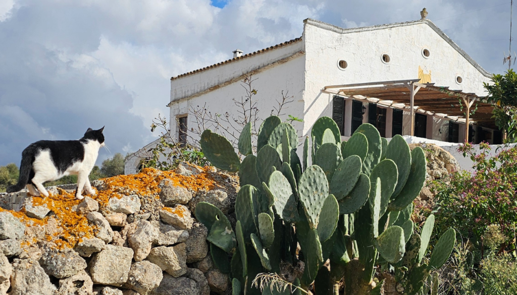 Cider and Food Pairing: Savoring Menorca’s Flavors